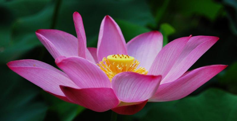 12月1號、2號好運惹不起，4大生肖貴人湧上門，橫財大發，添財招貴！