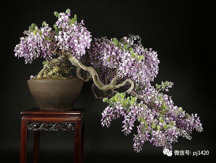 玩盆景為何要先」立意「？ 