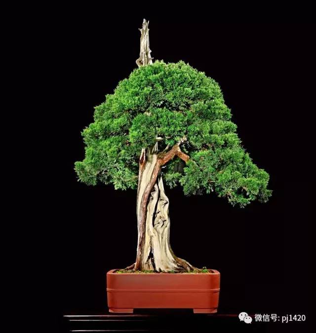 玩盆景為何要先」立意「？ 