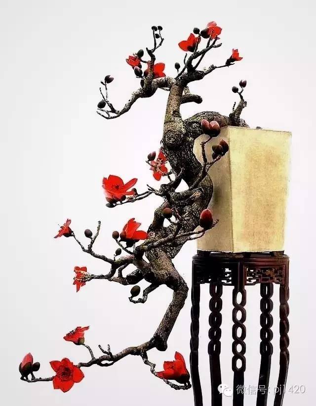 這些盆景真的「好險」 !!