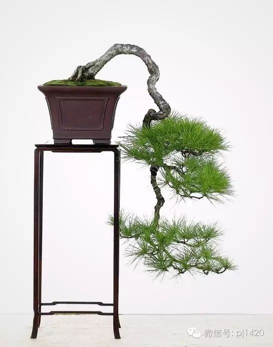 這些盆景真的「好險」 !!