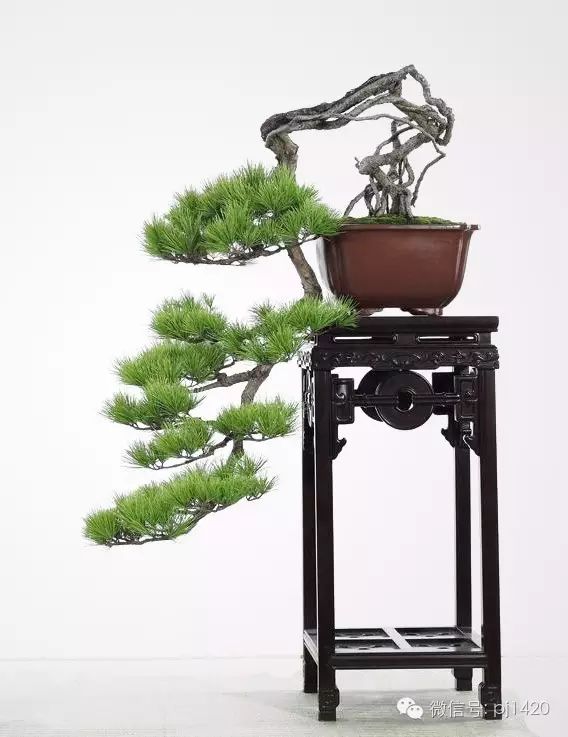 這些盆景真的「好險」 !!