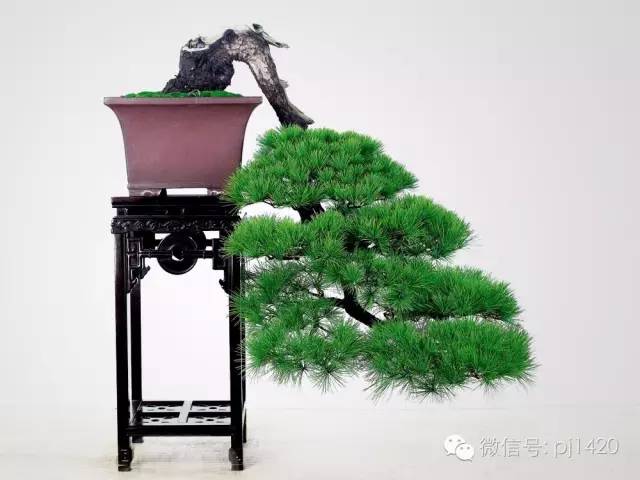 這些盆景真的「好險」 !!