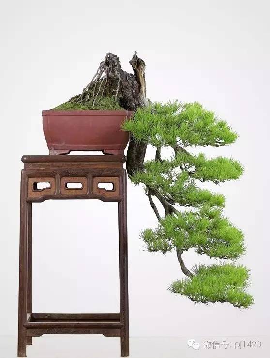 這些盆景真的「好險」 !!