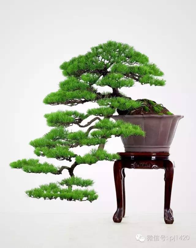 這些盆景真的「好險」 !!