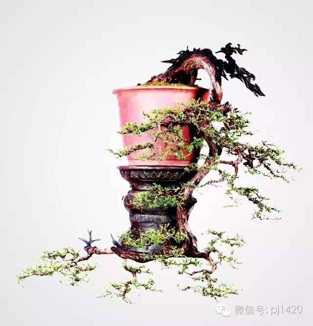 這些盆景真的「好險」 !!
