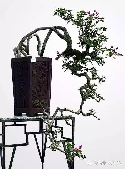 這些盆景真的「好險」 !!