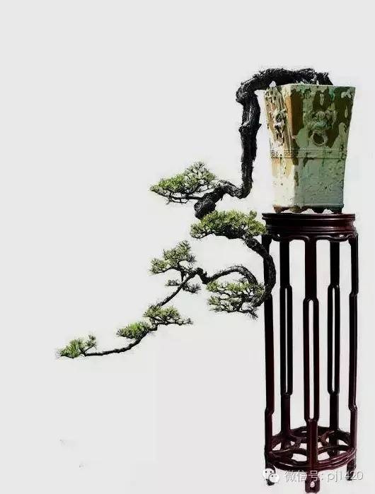 這些盆景真的「好險」 !!