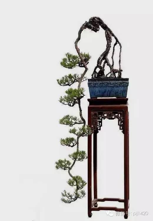 這些盆景真的「好險」 !!