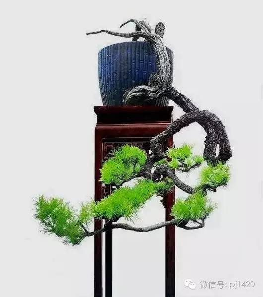 這些盆景真的「好險」 !!
