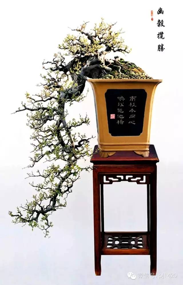 這些盆景真的「好險」 !!