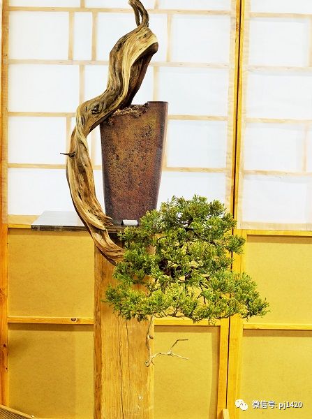 這些盆景真的「好險」 !!