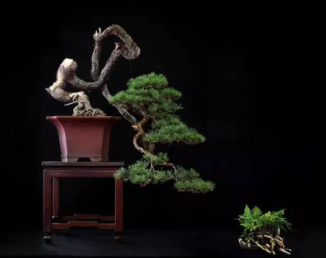 這些盆景真的「好險」 !!