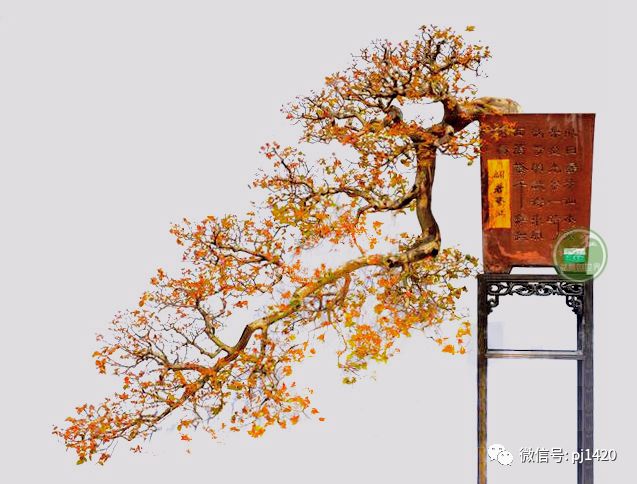 這些盆景真的「好險」 !!