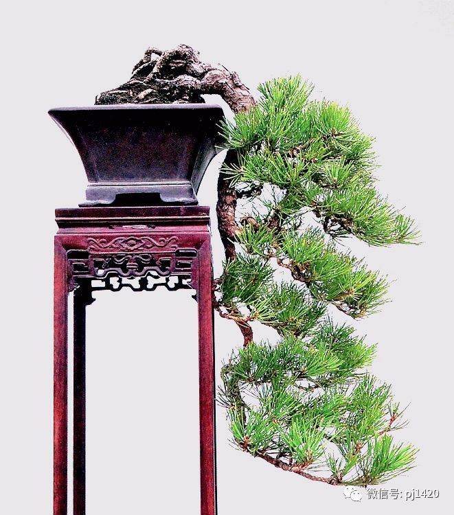這些盆景真的「好險」 !!