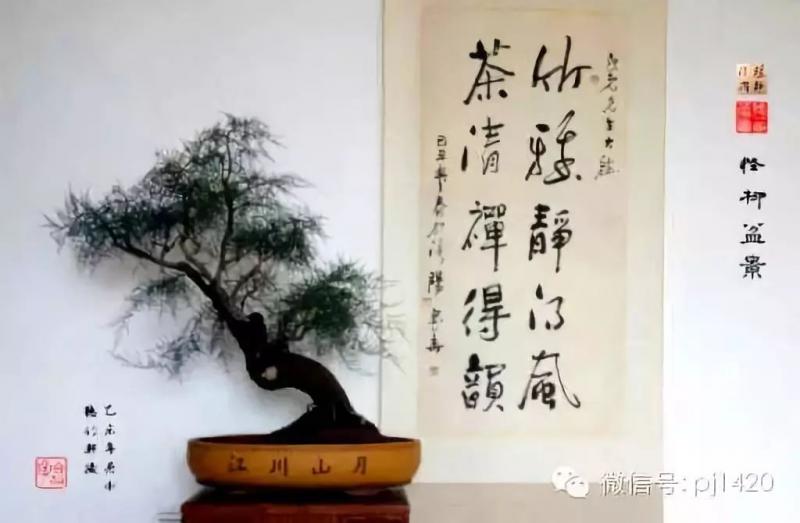 玩盆景的五種好心態，你有幾個？ 