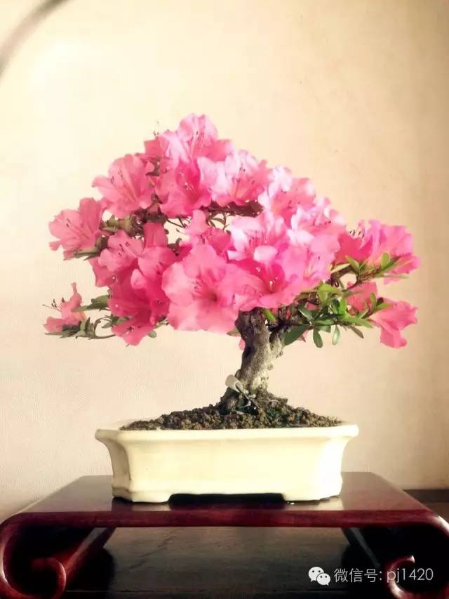 玩盆景的五種好心態，你有幾個？ 