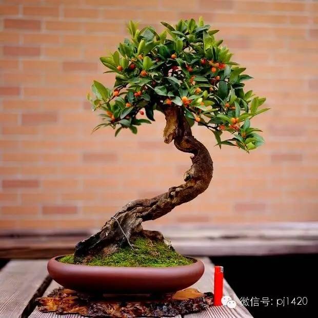 玩盆景的五種好心態，你有幾個？ 