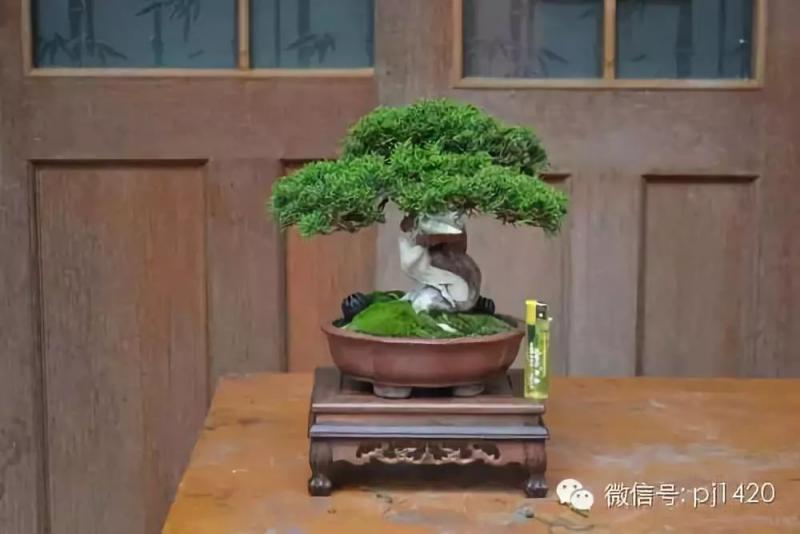 玩盆景的五種好心態，你有幾個？ 
