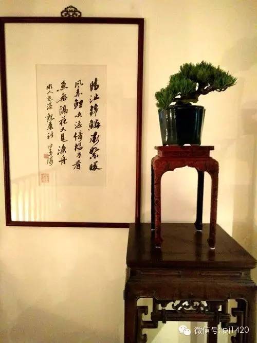 玩盆景的五種好心態，你有幾個？ 