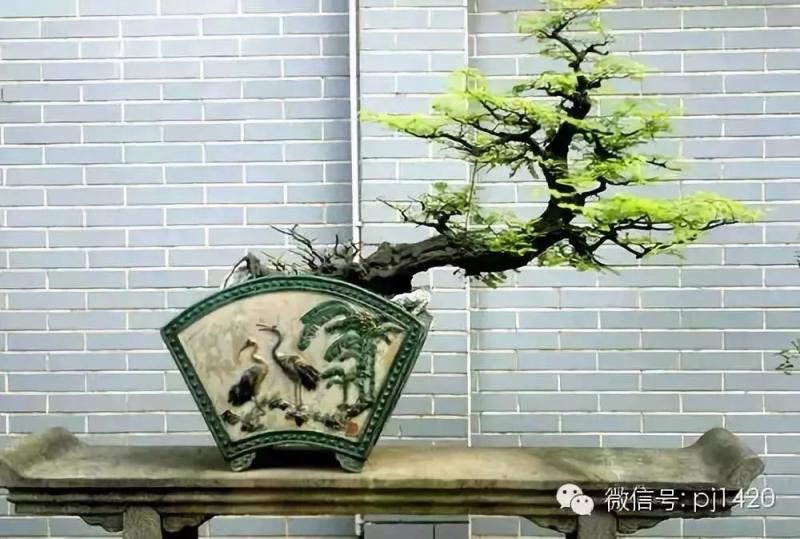 玩盆景的五種好心態，你有幾個？ 