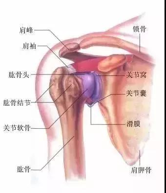 辦公久坐「脊椎走位」腰酸背好痛？老師教你「11個伸展動作」恢復正位順便練出美人肩～ 