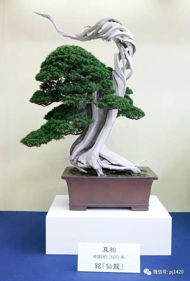 一柏一枯榮 ~~~~