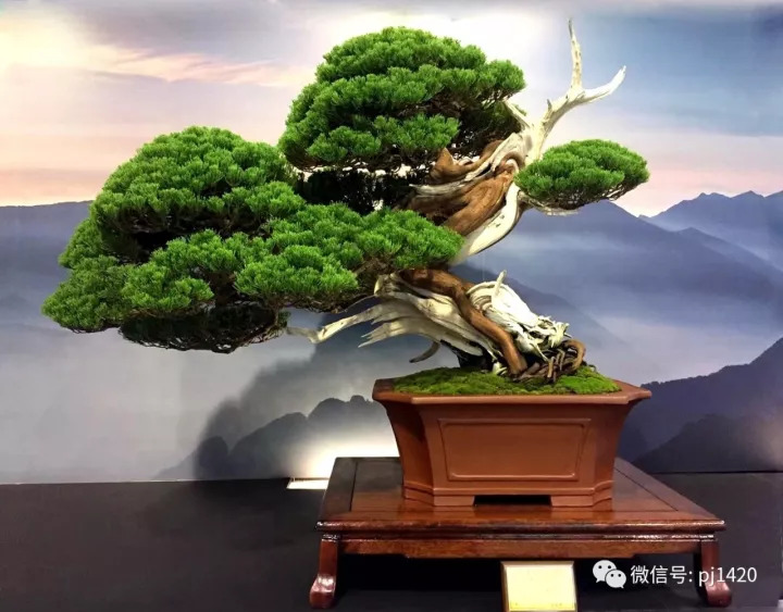 一柏一枯榮 ~~~~