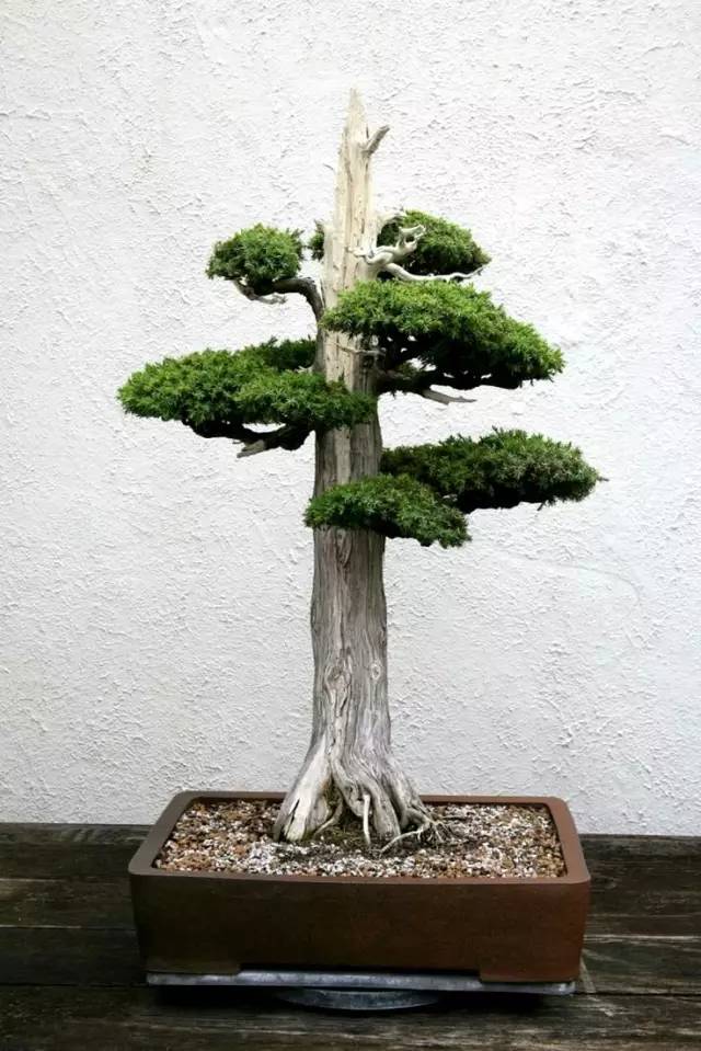 一柏一枯榮 ~~~~