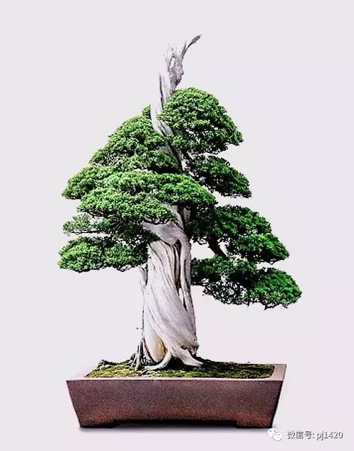 一柏一枯榮 ~~~~