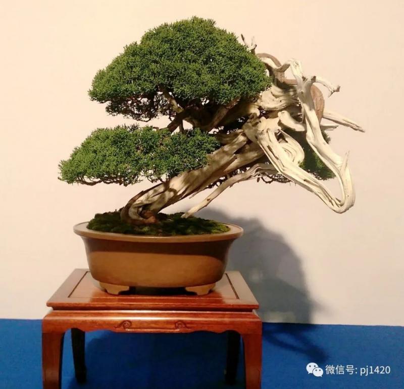 一柏一枯榮 ~~~~