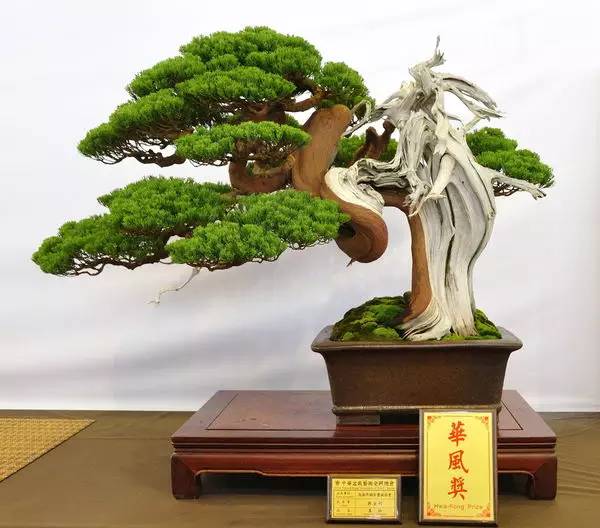 一柏一枯榮 ~~~~