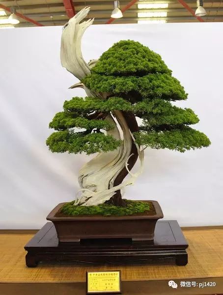 一柏一枯榮 ~~~~