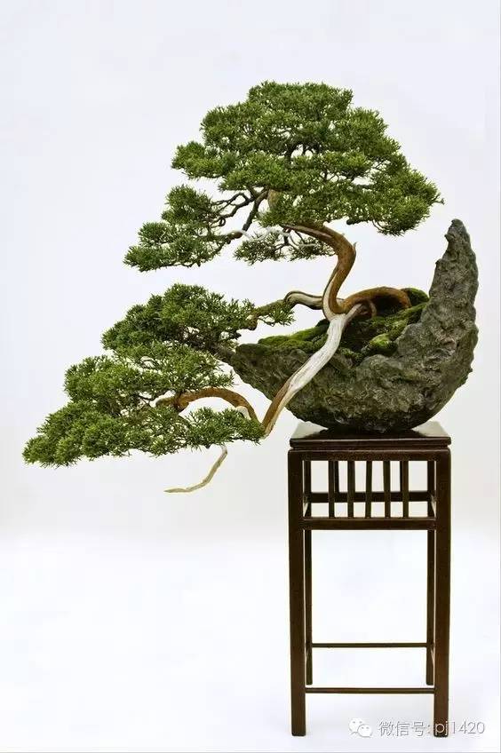 一柏一枯榮 ~~~~