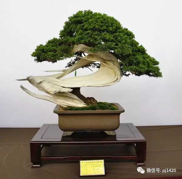 一柏一枯榮 ~~~~