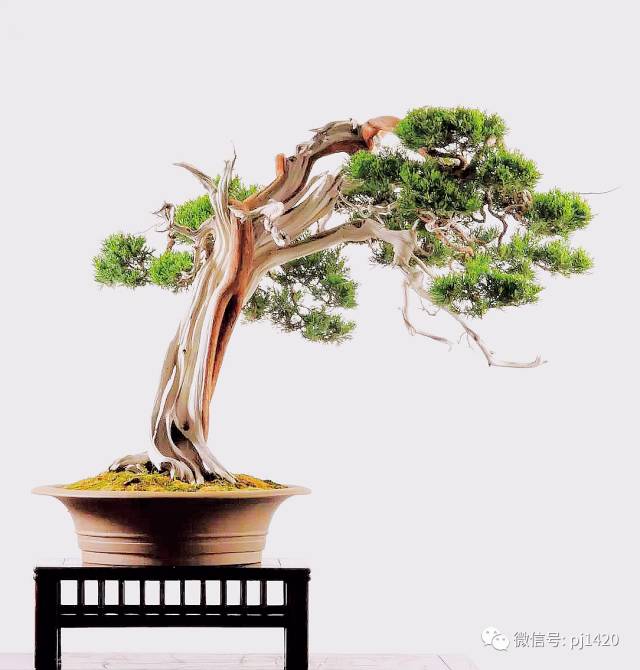 一柏一枯榮 ~~~~