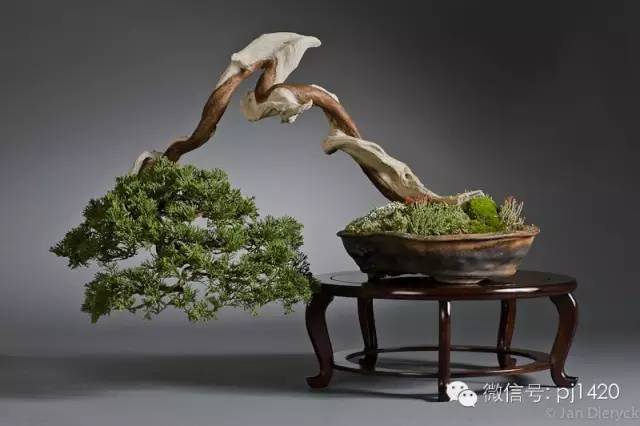 一柏一枯榮 ~~~~