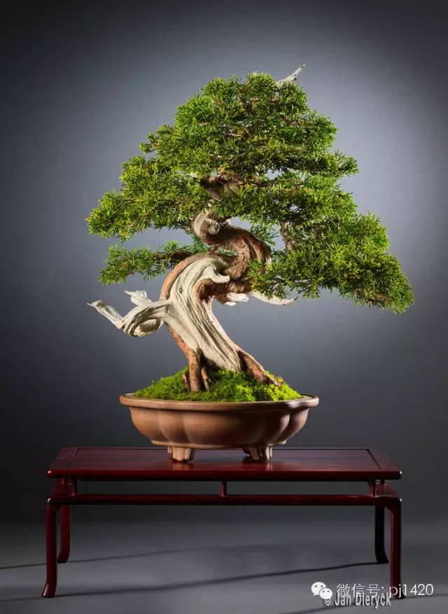 一柏一枯榮 ~~~~