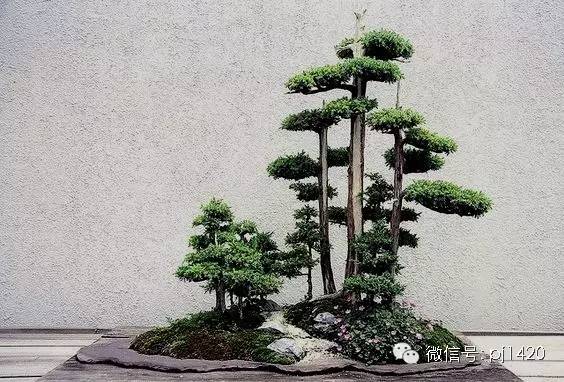 一柏一枯榮 ~~~~