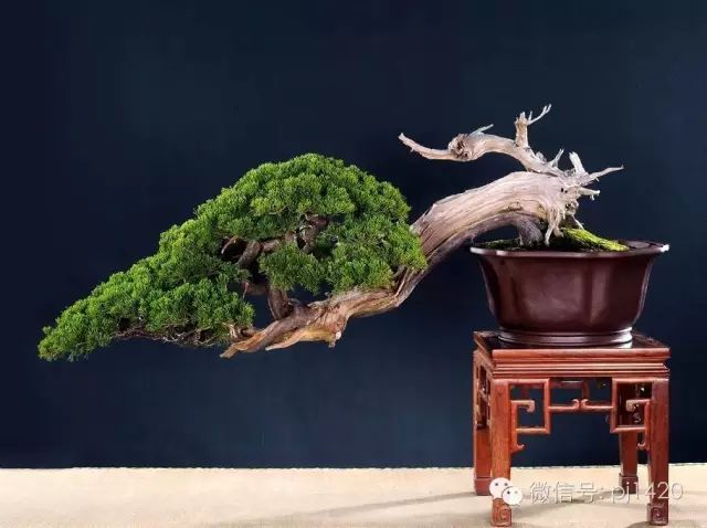 一柏一枯榮 ~~~~
