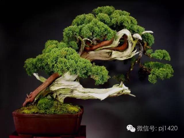 一柏一枯榮 ~~~~