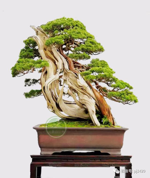 一柏一枯榮 ~~~~