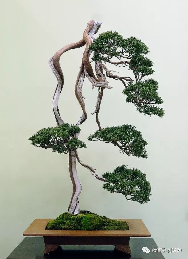 一柏一枯榮 ~~~~