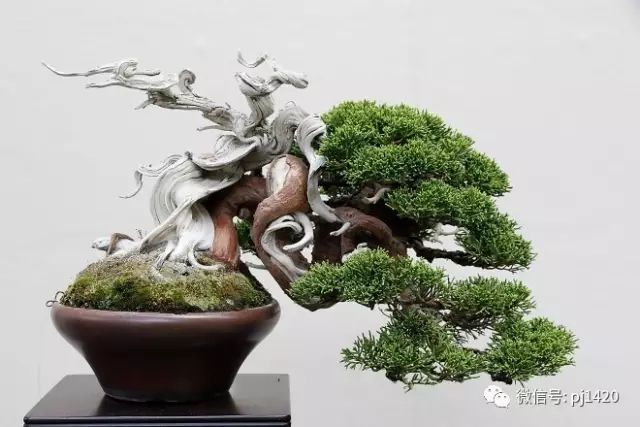 一柏一枯榮 ~~~~