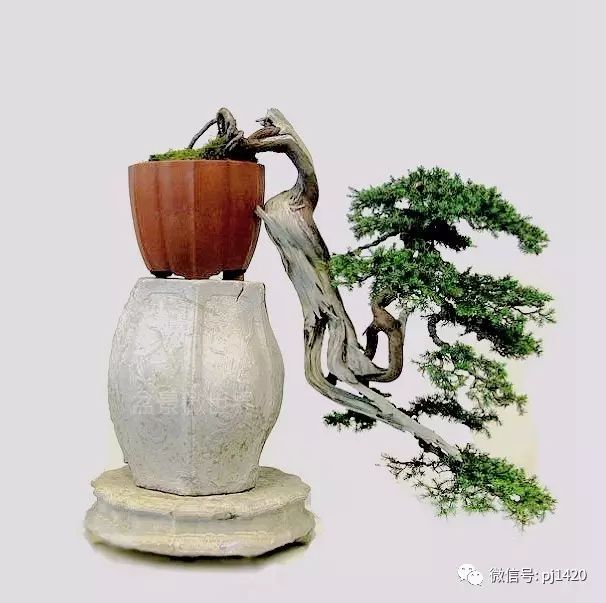 一柏一枯榮 ~~~~