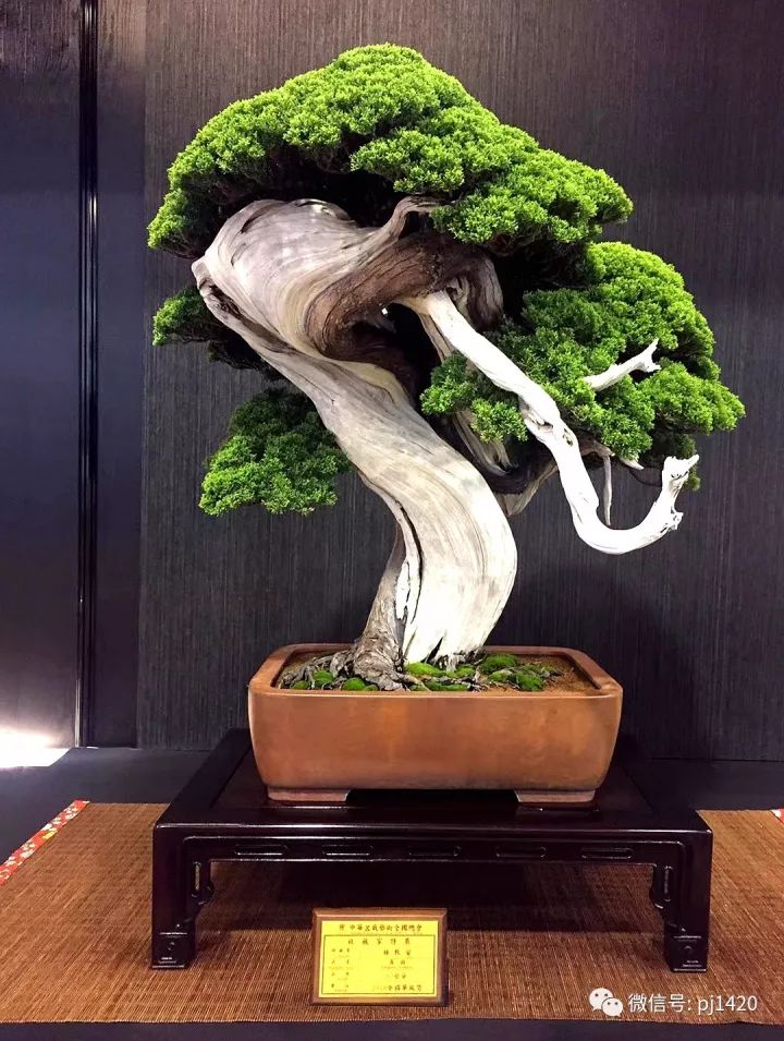 一柏一枯榮 ~~~~