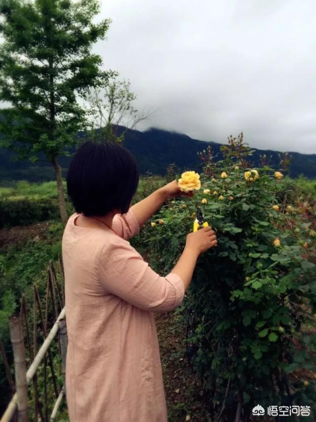 如果你有一個農家小院，你會在院子裡種什麼菜？
