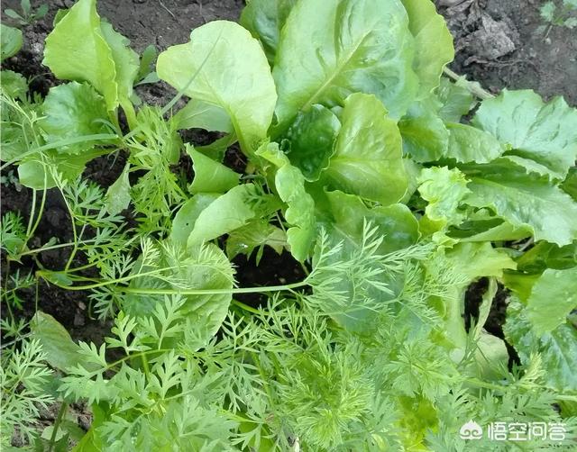 如果你有一個農家小院，你會在院子裡種什麼菜？