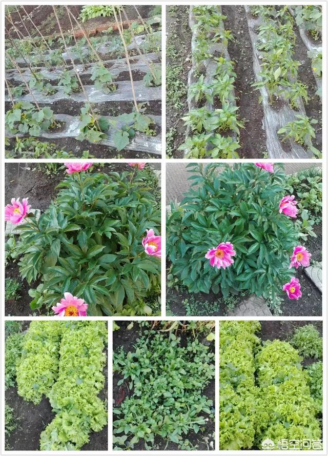 如果你有一個農家小院，你會在院子裡種什麼菜？