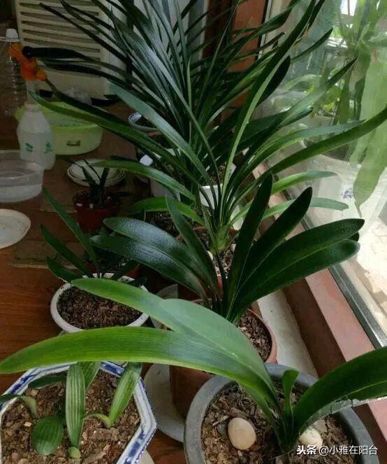 橘子皮別扔了，丟一些在盆里，變成萬能肥，養什麼花兒都長勢旺！